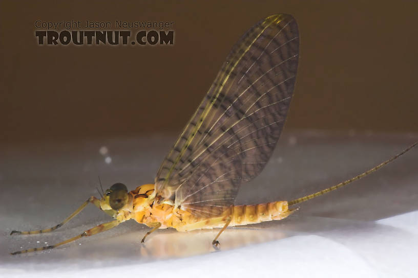 Male Maccaffertium (March Browns and Cahills) Mayfly Dun from the Namekagon River in Wisconsin