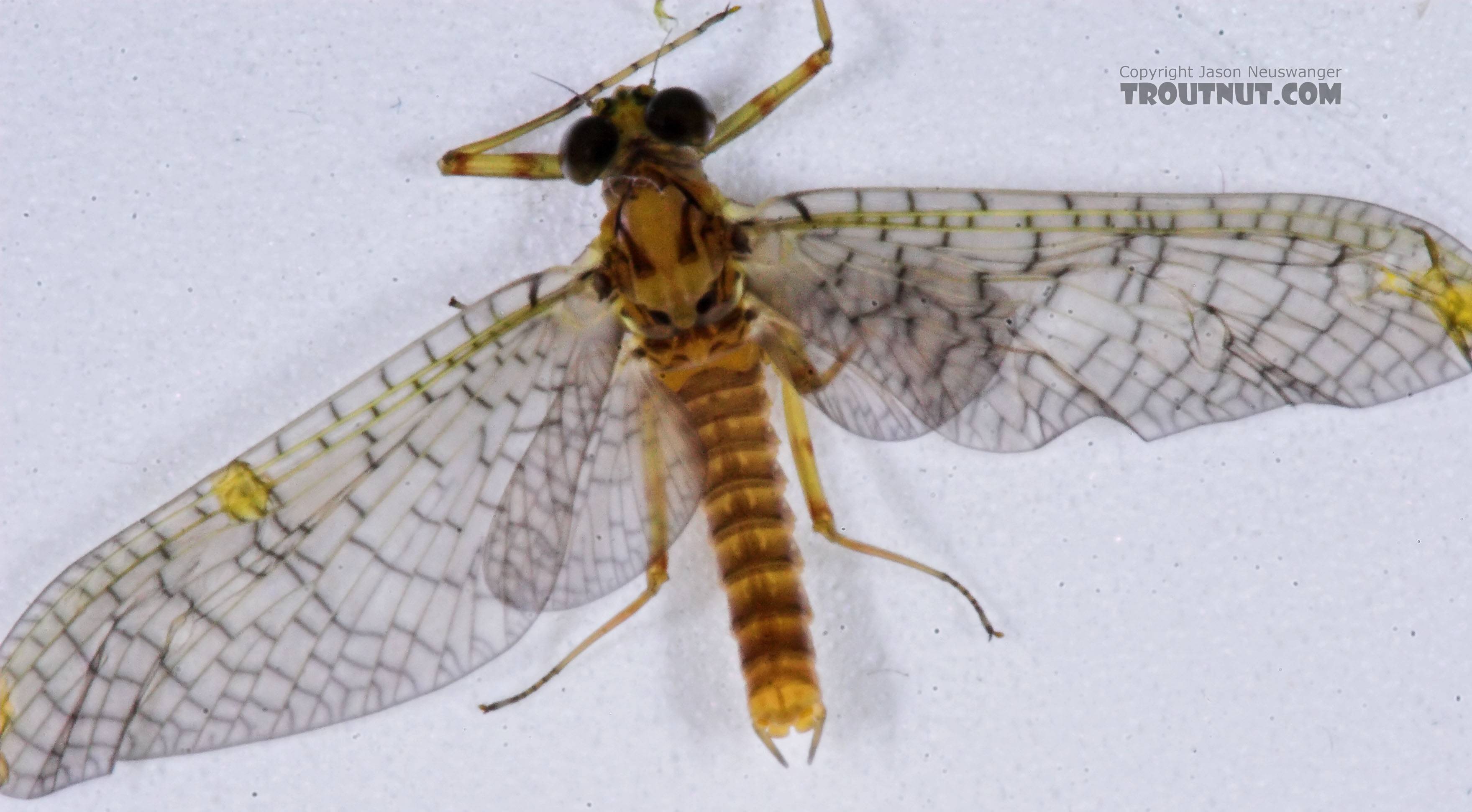 Female Maccaffertium (March Browns and Cahills) Mayfly Dun from the Namekagon River in Wisconsin
