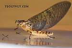 Female Maccaffertium (March Browns and Cahills) Mayfly Dun