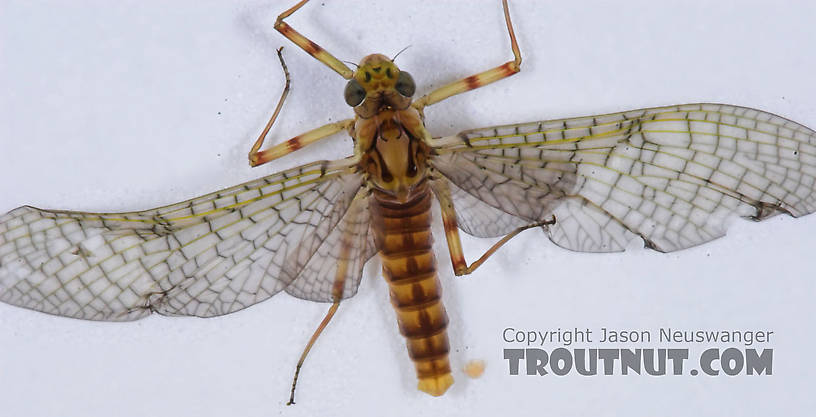 Female Maccaffertium (March Browns and Cahills) Mayfly Dun from the Namekagon River in Wisconsin