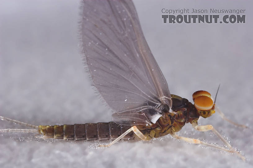 Male Baetidae (Blue-Winged Olives) Mayfly Dun from the Teal River in Wisconsin