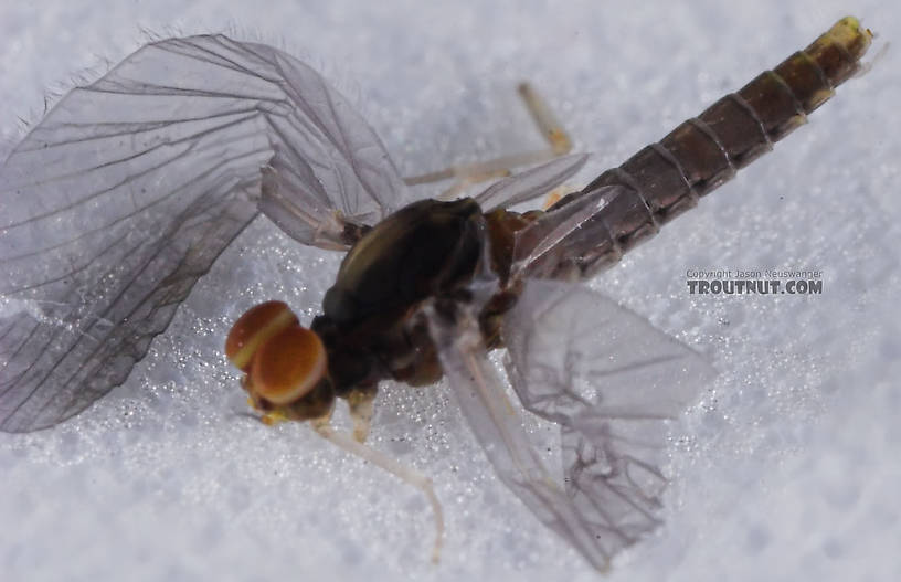 Male Baetidae (Blue-Winged Olives) Mayfly Dun from the Teal River in Wisconsin