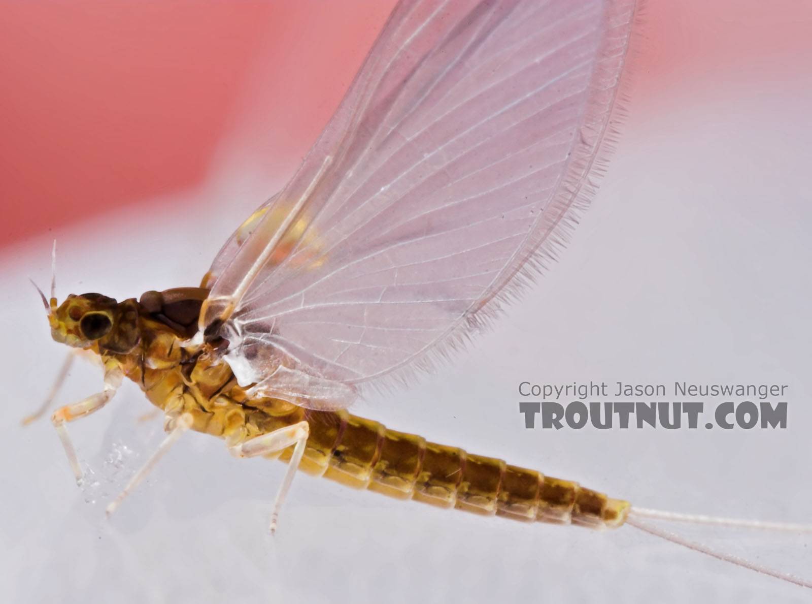 Female Baetidae (Blue-Winged Olives) Mayfly Dun from the Teal River in Wisconsin