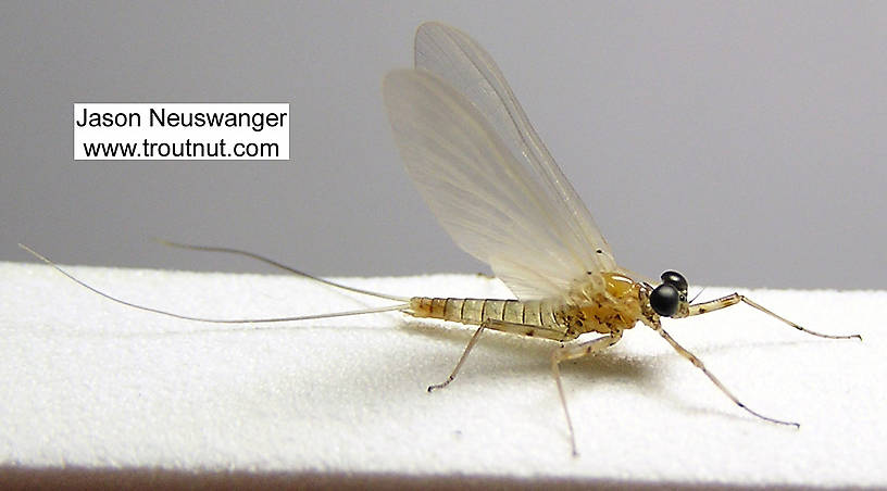 Male Epeorus vitreus (Sulphur) Mayfly Dun from the Beaverkill River in New York