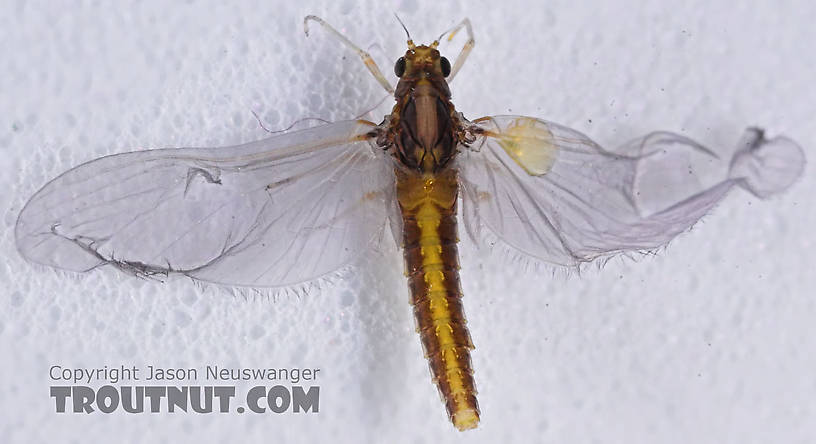 Female Baetidae (Blue-Winged Olives) Mayfly Dun from the Teal River in Wisconsin