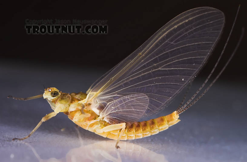 Female Ephemerella invaria (Sulphur Dun) Mayfly Dun from the Teal River in Wisconsin