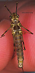 Female Maccaffertium vicarium (March Brown) Mayfly Spinner