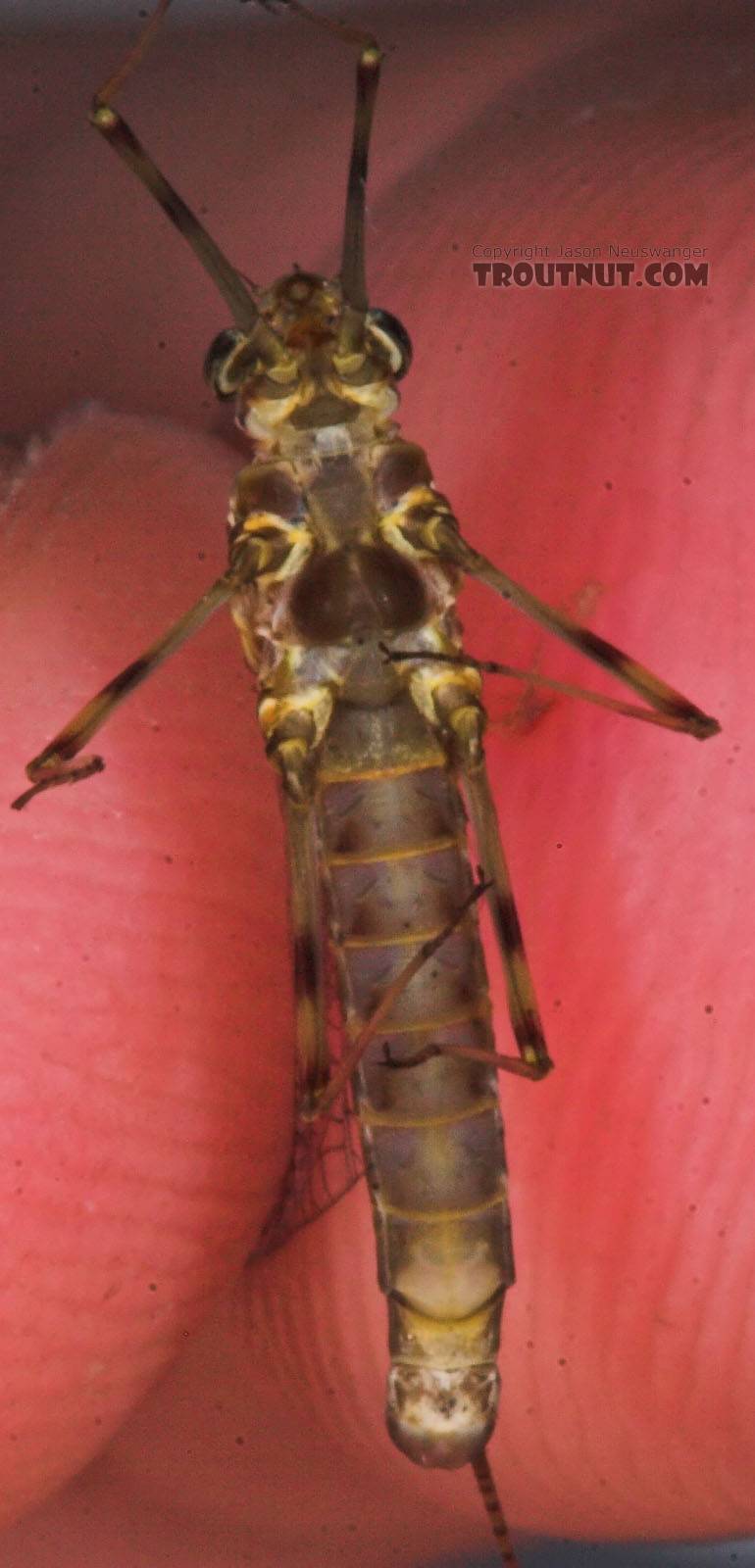 Female Maccaffertium vicarium (March Brown) Mayfly Spinner from the Namekagon River in Wisconsin