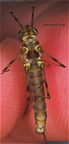 Female Maccaffertium vicarium (March Brown) Mayfly Spinner