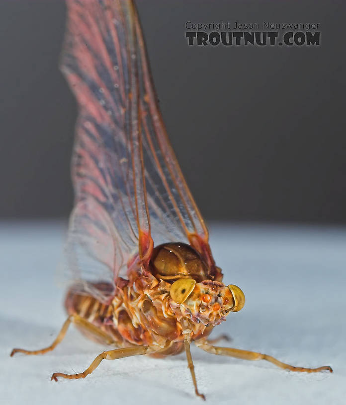 Female Baetisca laurentina (Armored Mayfly) Mayfly Spinner from the Namekagon River in Wisconsin