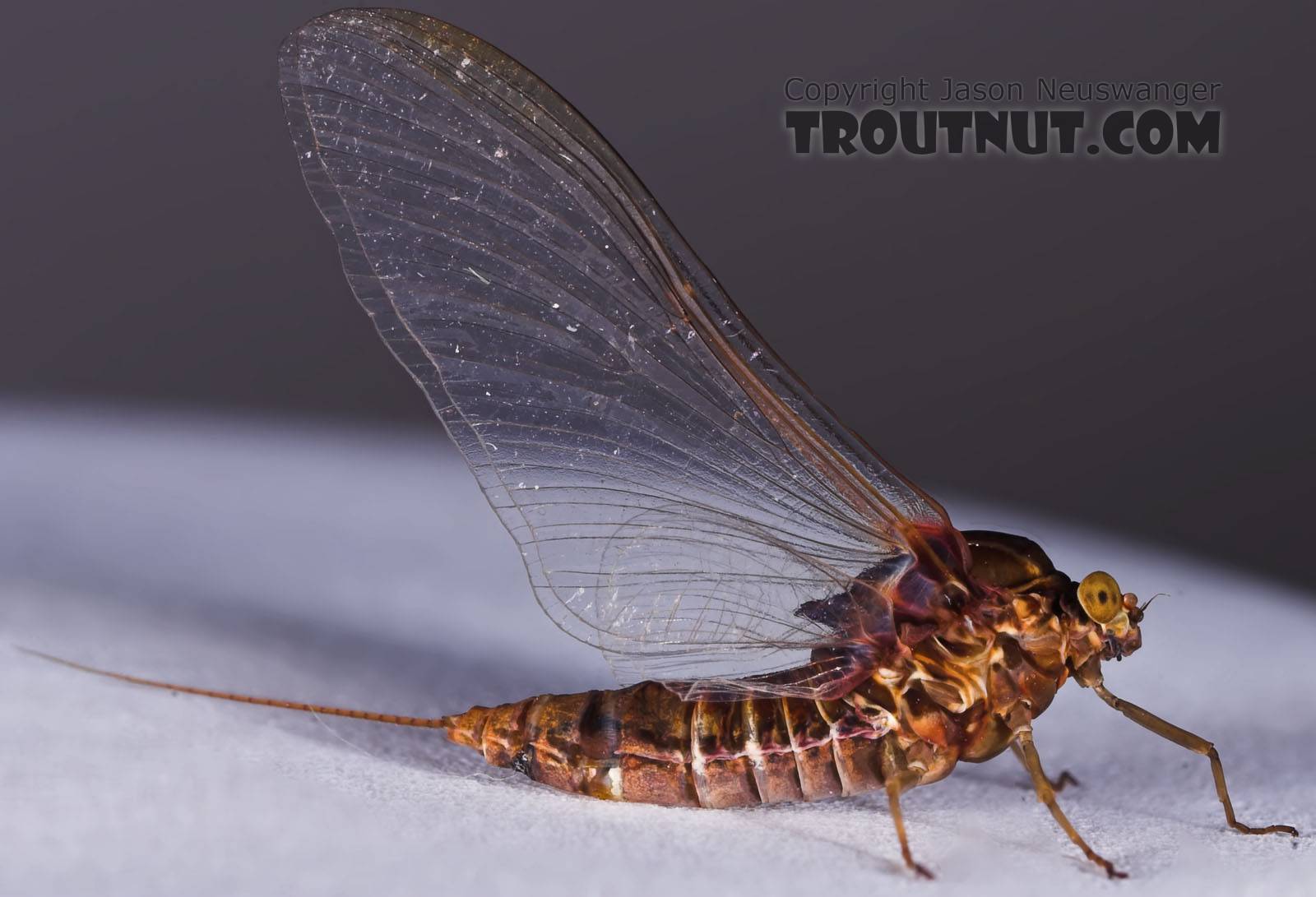 Female Baetisca laurentina (Armored Mayfly) Mayfly Spinner from the Namekagon River in Wisconsin