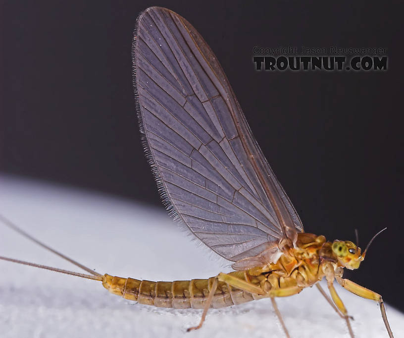 Female Baetidae (Blue-Winged Olives) Mayfly Dun from the Namekagon River in Wisconsin