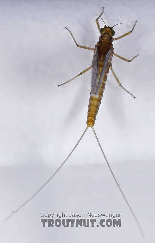 Female Baetidae (Blue-Winged Olives) Mayfly Dun from the Namekagon River in Wisconsin
