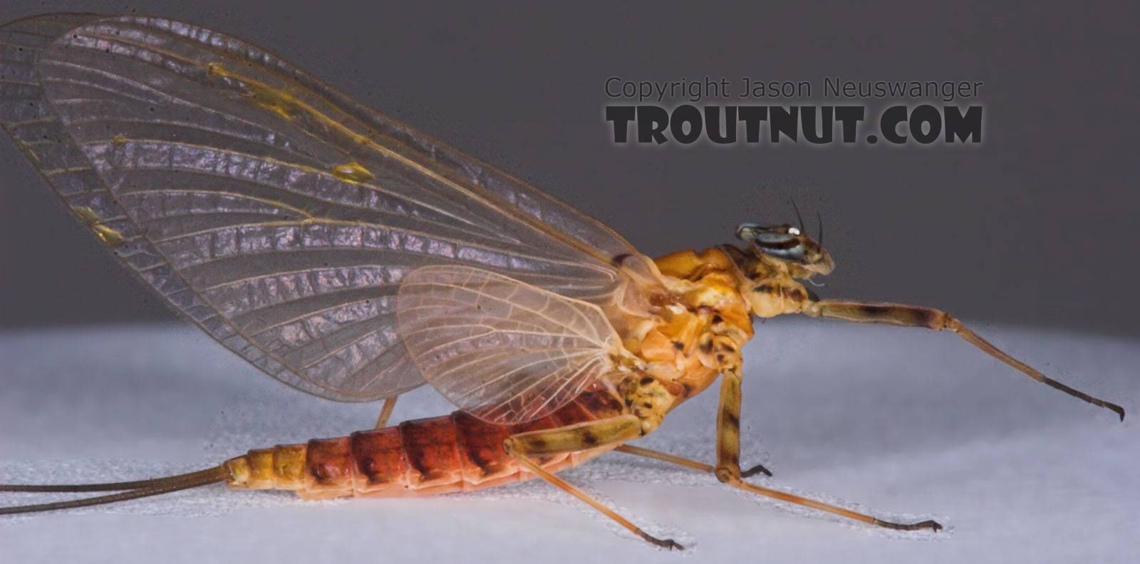 Female Epeorus vitreus (Sulphur) Mayfly Dun from the Namekagon River in Wisconsin