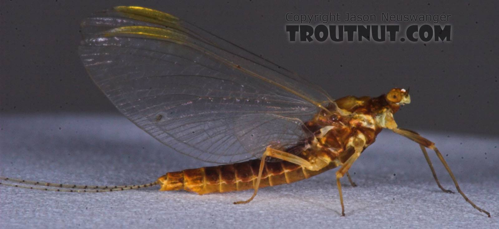 Female Ephemerella invaria (Sulphur Dun) Mayfly Spinner from the Namekagon River in Wisconsin