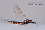 Female Leptophlebia cupida (Borcher Drake) Mayfly Spinner