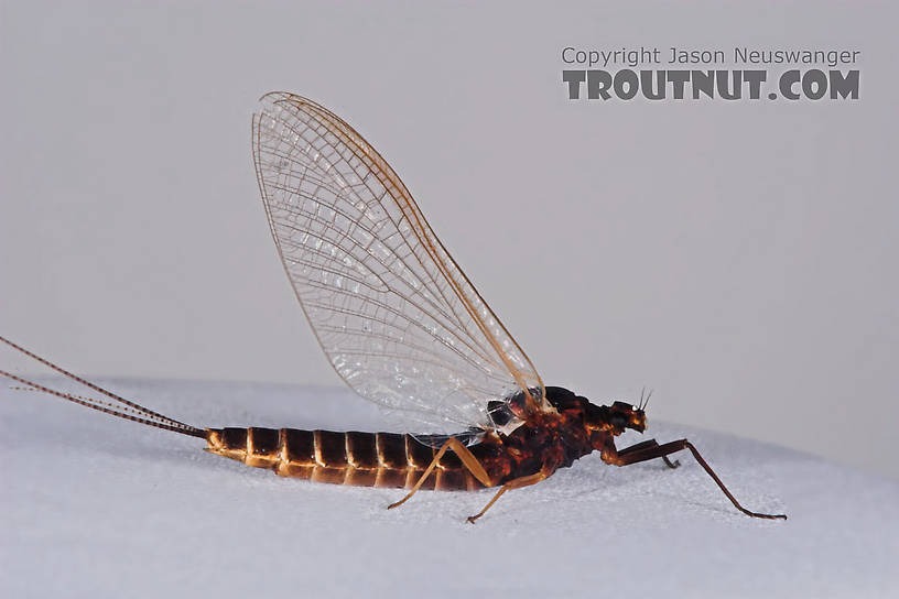 Female Leptophlebia cupida (Borcher Drake) Mayfly Spinner from the Namekagon River in Wisconsin