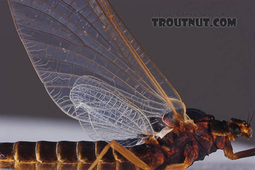 Female Leptophlebia cupida (Borcher Drake) Mayfly Spinner from the Namekagon River in Wisconsin