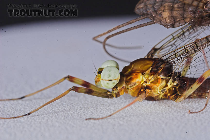 Male Maccaffertium vicarium (March Brown) Mayfly Spinner from the Namekagon River in Wisconsin
