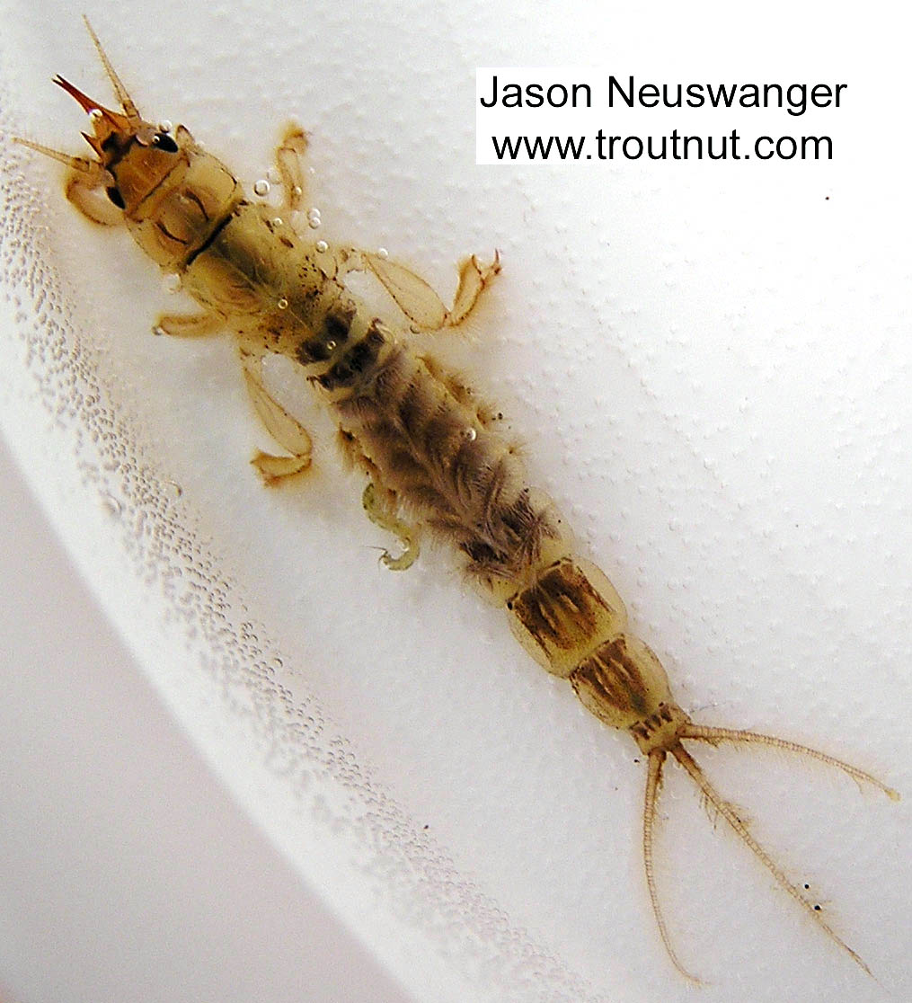Ephemera simulans (Brown Drake) Mayfly Nymph from the Namekagon River in Wisconsin