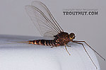 Male Baetisca laurentina (Armored Mayfly) Mayfly Spinner
