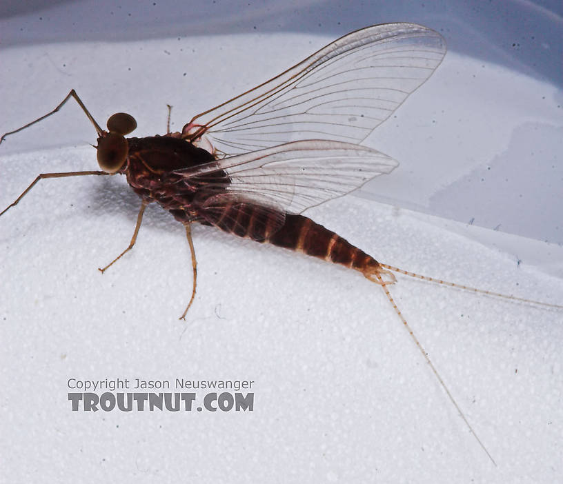 Male Baetisca laurentina (Armored Mayfly) Mayfly Spinner from the Bois Brule River in Wisconsin
