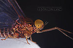 Male Baetisca laurentina (Armored Mayfly) Mayfly Dun