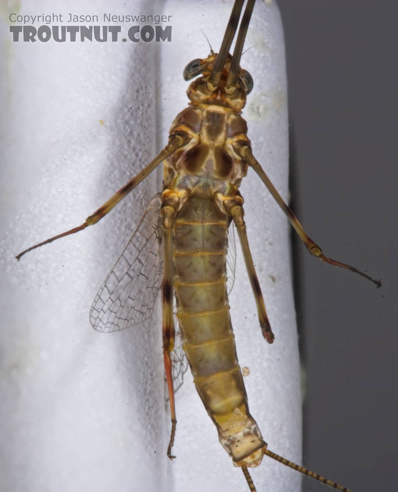 Female Maccaffertium vicarium (March Brown) Mayfly Spinner from the Bois Brule River in Wisconsin