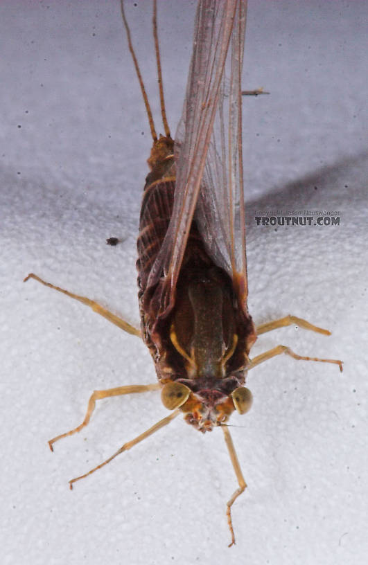 Female Baetisca laurentina (Armored Mayfly) Mayfly Spinner from the Bois Brule River in Wisconsin