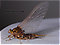 Female Baetisca laurentina (Armored Mayfly) Mayfly Spinner