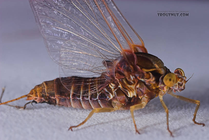 Female Baetisca laurentina (Armored Mayfly) Mayfly Spinner from the Bois Brule River in Wisconsin