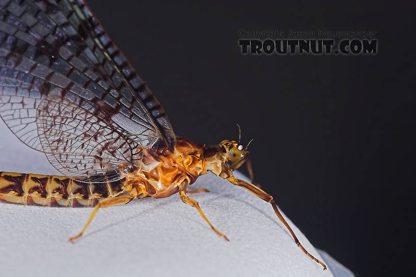 Male Ephemera simulans (Brown Drake) Mayfly Spinner from the Namekagon River in Wisconsin