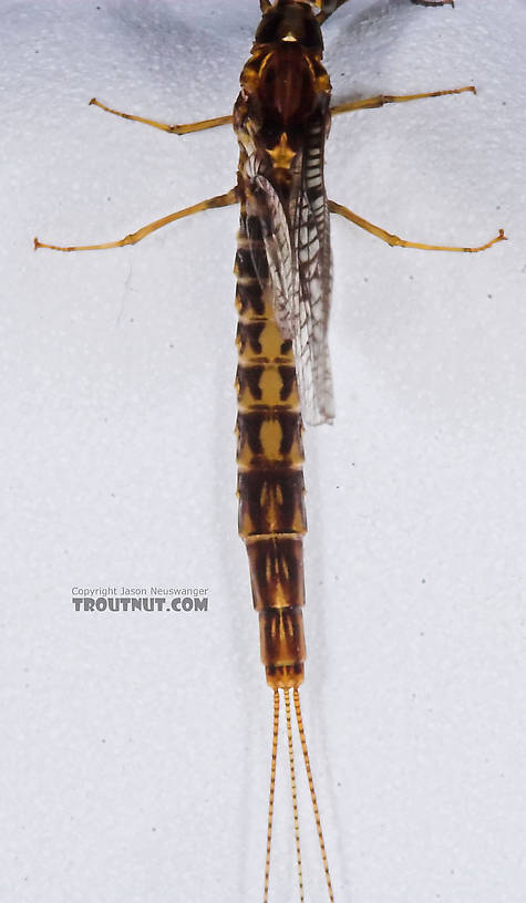 Male Ephemera simulans (Brown Drake) Mayfly Spinner from the Namekagon River in Wisconsin