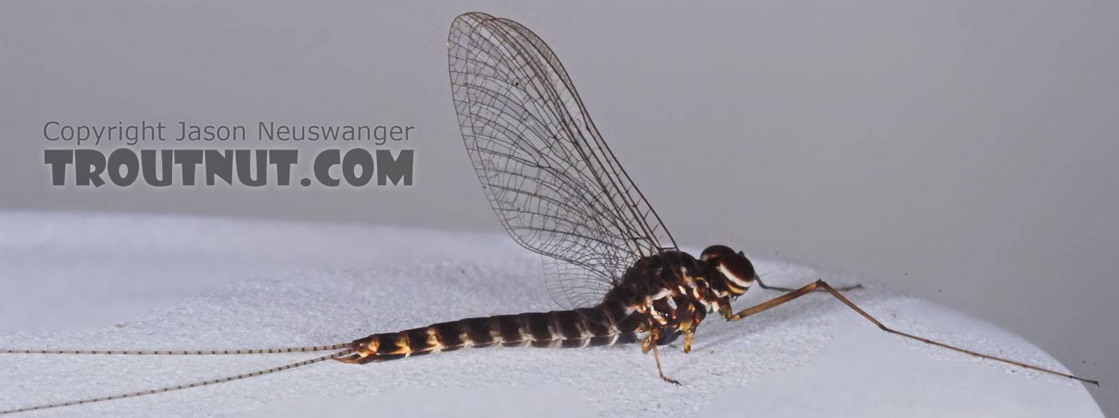 Male Siphlonurus quebecensis (Gray Drake) Mayfly Spinner from the Namekagon River in Wisconsin