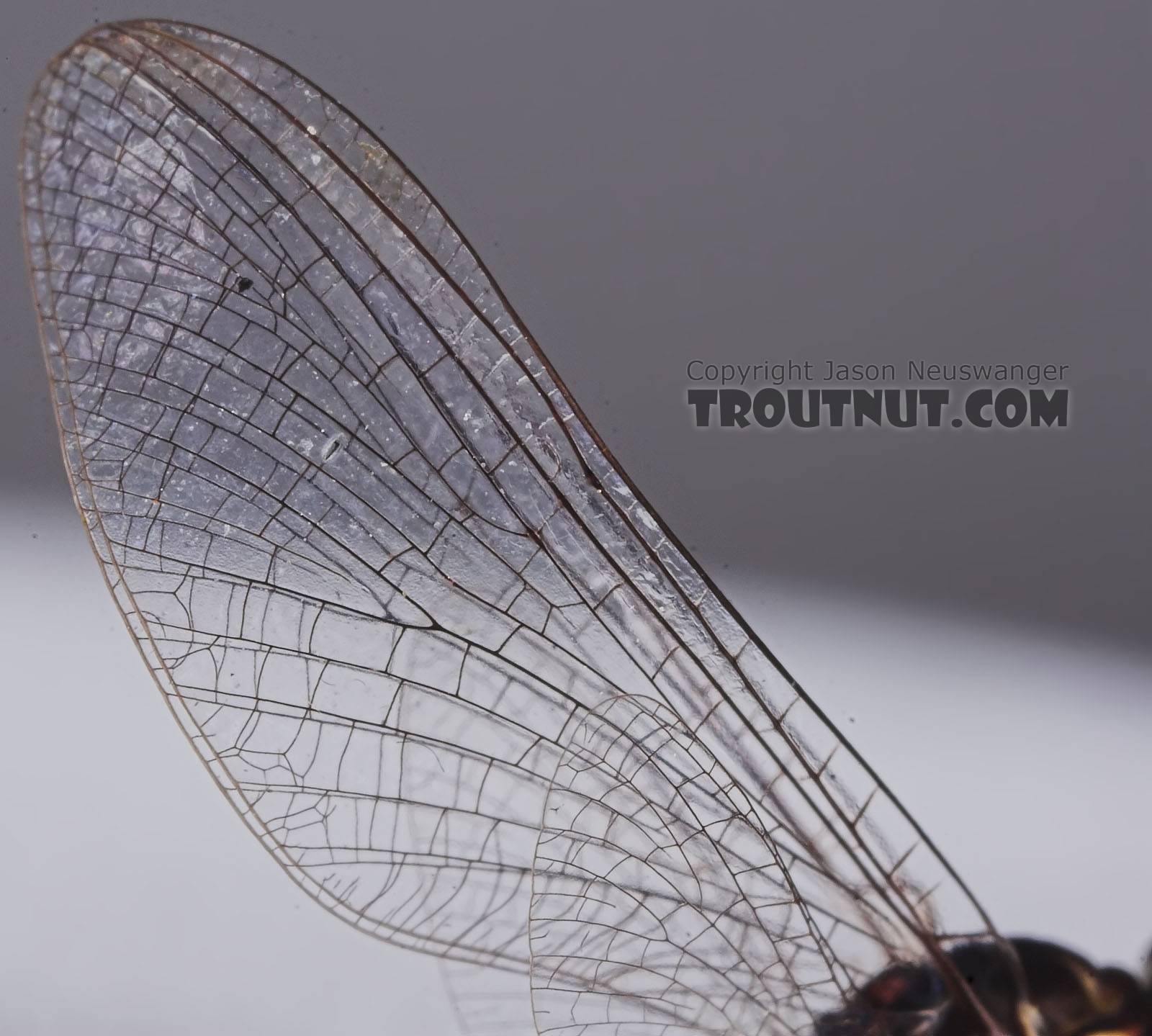 Male Siphlonurus quebecensis (Gray Drake) Mayfly Spinner from the Namekagon River in Wisconsin