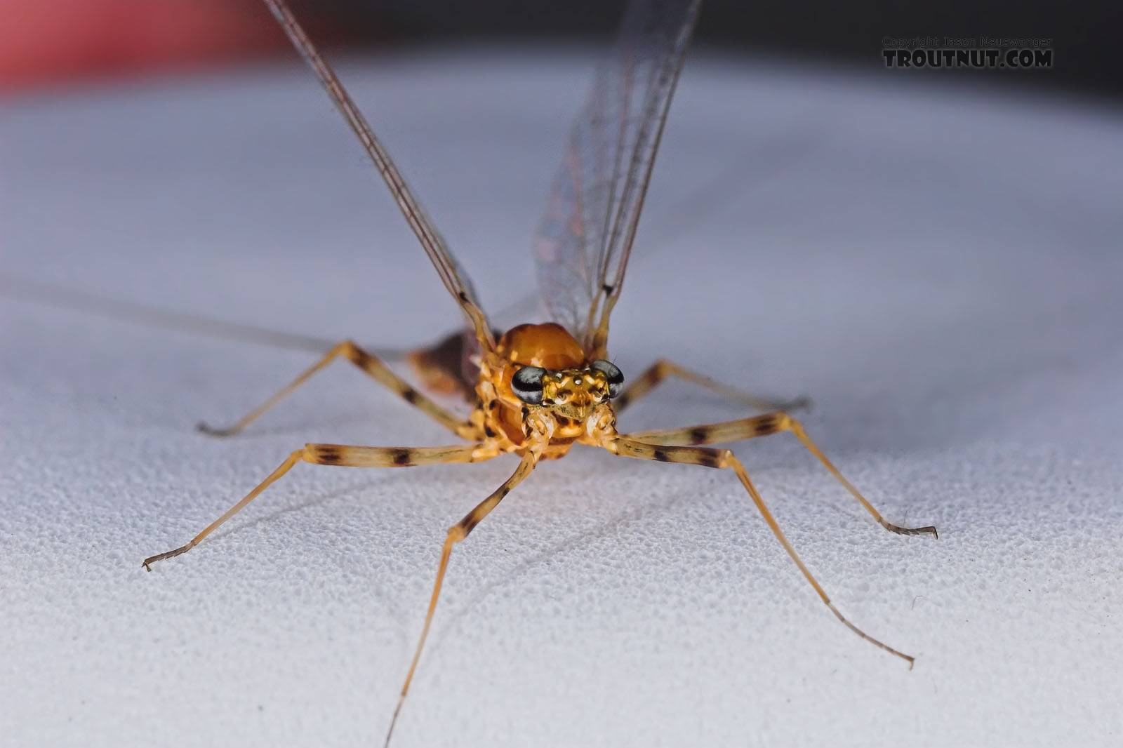 Female Epeorus vitreus (Sulphur) Mayfly Spinner from the Namekagon River in Wisconsin