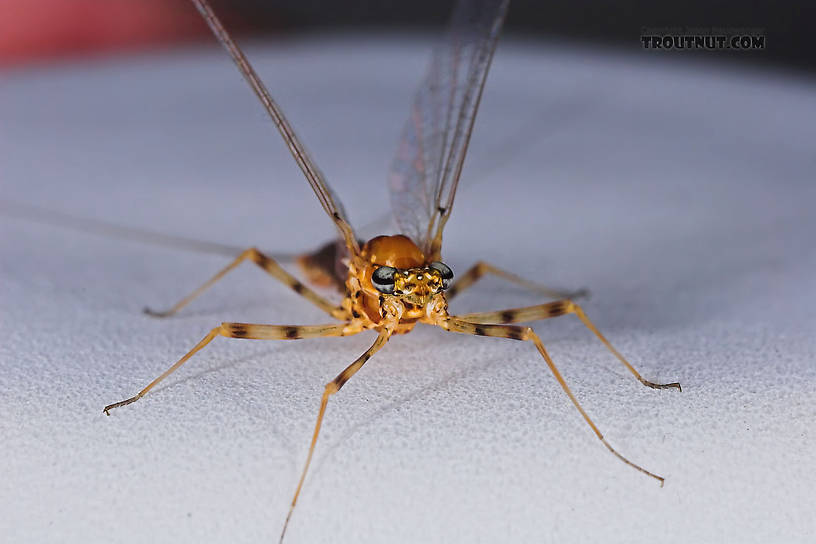Female Epeorus vitreus (Sulphur) Mayfly Spinner from the Namekagon River in Wisconsin
