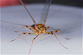 Female Epeorus vitreus (Sulphur) Mayfly Spinner