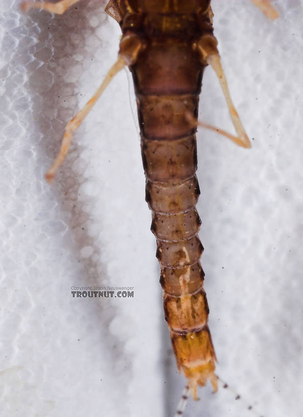 Male Eurylophella (Chocolate Duns) Mayfly Spinner from the Namekagon River in Wisconsin