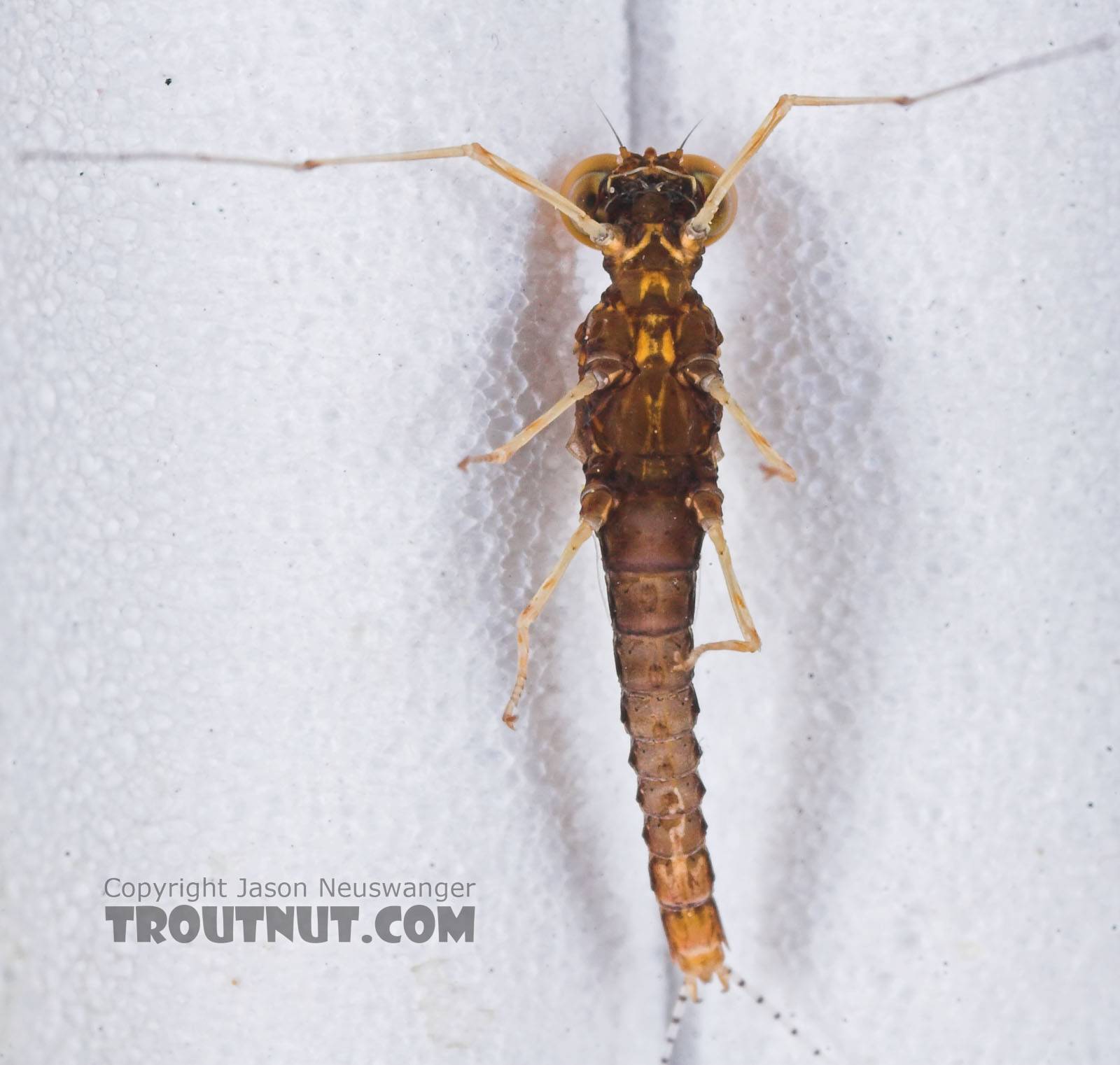Male Eurylophella (Chocolate Duns) Mayfly Spinner from the Namekagon River in Wisconsin