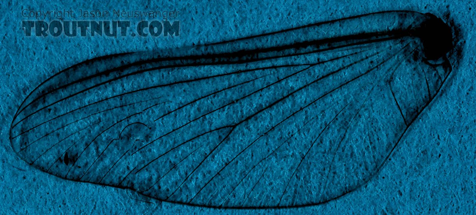 This specimen was one of my first attempts to do a "wingprint" to digitally enhance an image of the wing venation for identification purposes.  I didn't have the background far enough back to be out of focus -- a mistake I later corrected.  Male Ephemerella invaria (Sulphur Dun) Mayfly Spinner from the Teal River in Wisconsin