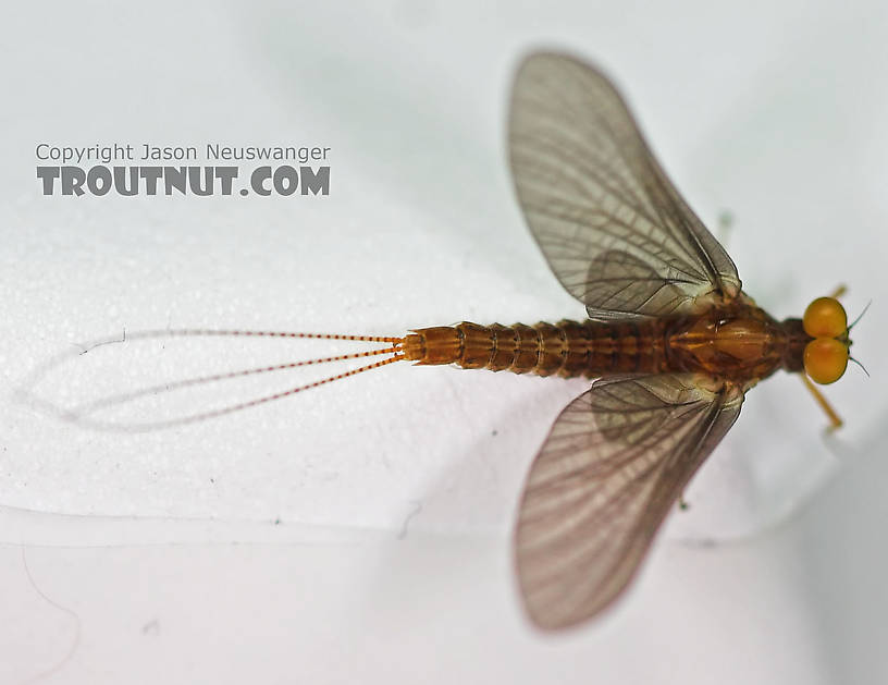Male Eurylophella (Chocolate Duns) Mayfly Dun from the Teal River in Wisconsin