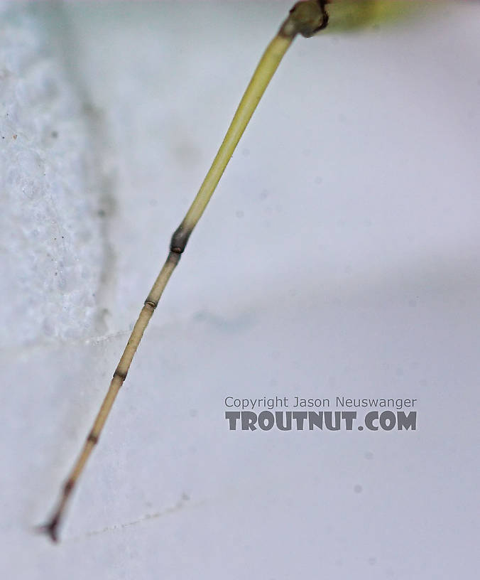 Male Maccaffertium modestum (Cream Cahill) Mayfly Dun from the Teal River in Wisconsin