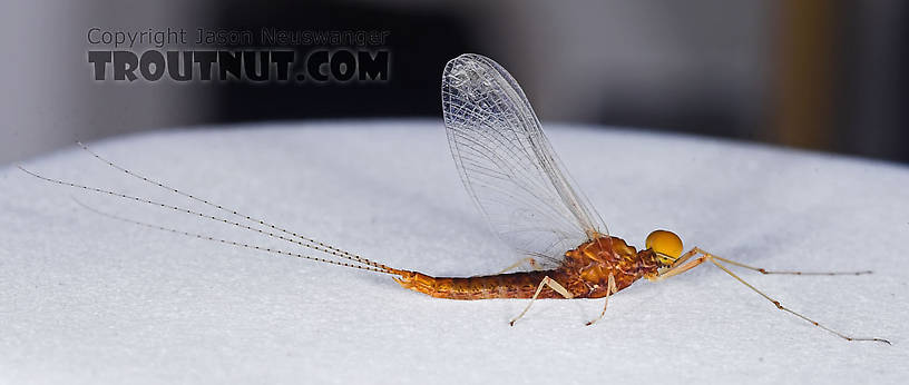 Male Eurylophella (Chocolate Duns) Mayfly Spinner from the Teal River in Wisconsin