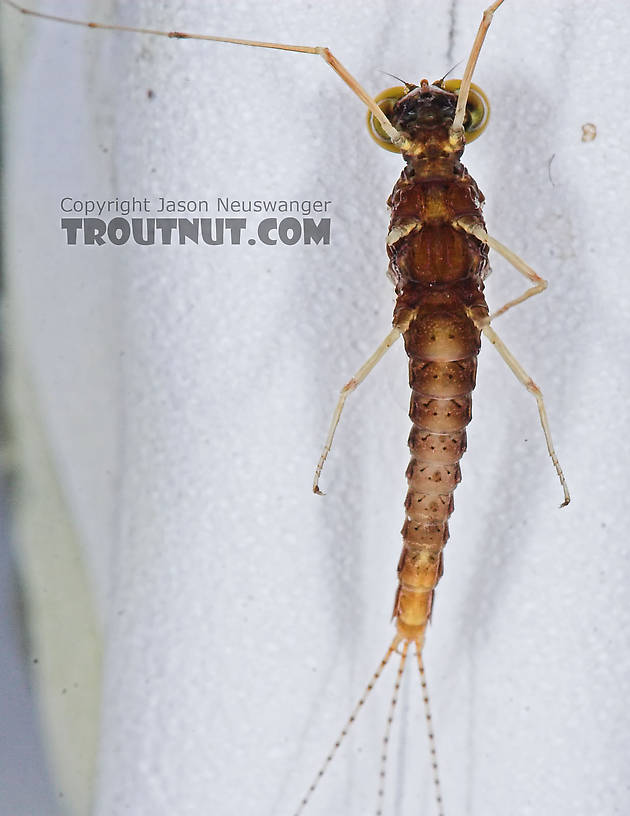 Male Eurylophella (Chocolate Duns) Mayfly Spinner from the Teal River in Wisconsin
