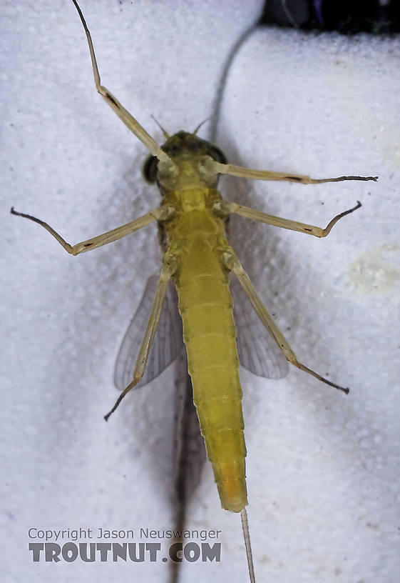 Female Heptageniidae (March Browns, Cahills, Quill Gordons) Mayfly Dun from the Teal River in Wisconsin