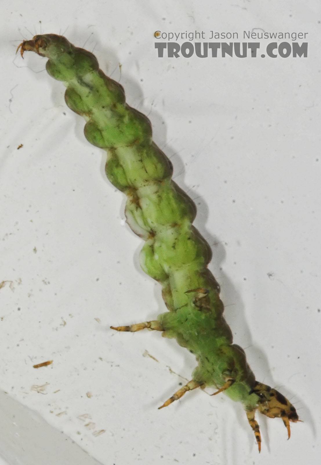 Rhyacophila fuscula (Green Sedge) Caddisfly Larva from the Long Lake Branch of the White River in Wisconsin