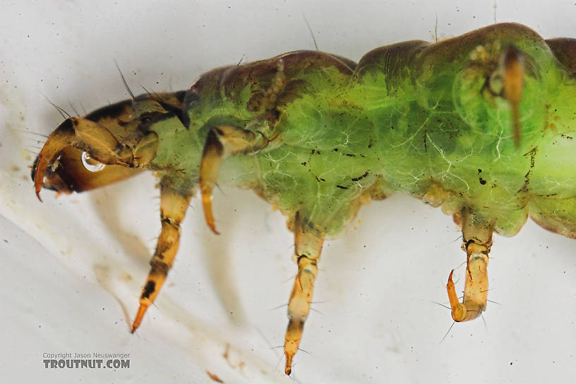 Rhyacophila fuscula (Green Sedge) Caddisfly Larva from the Long Lake Branch of the White River in Wisconsin