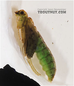 Rhyacophila (Green Sedges) Caddisfly Pupa