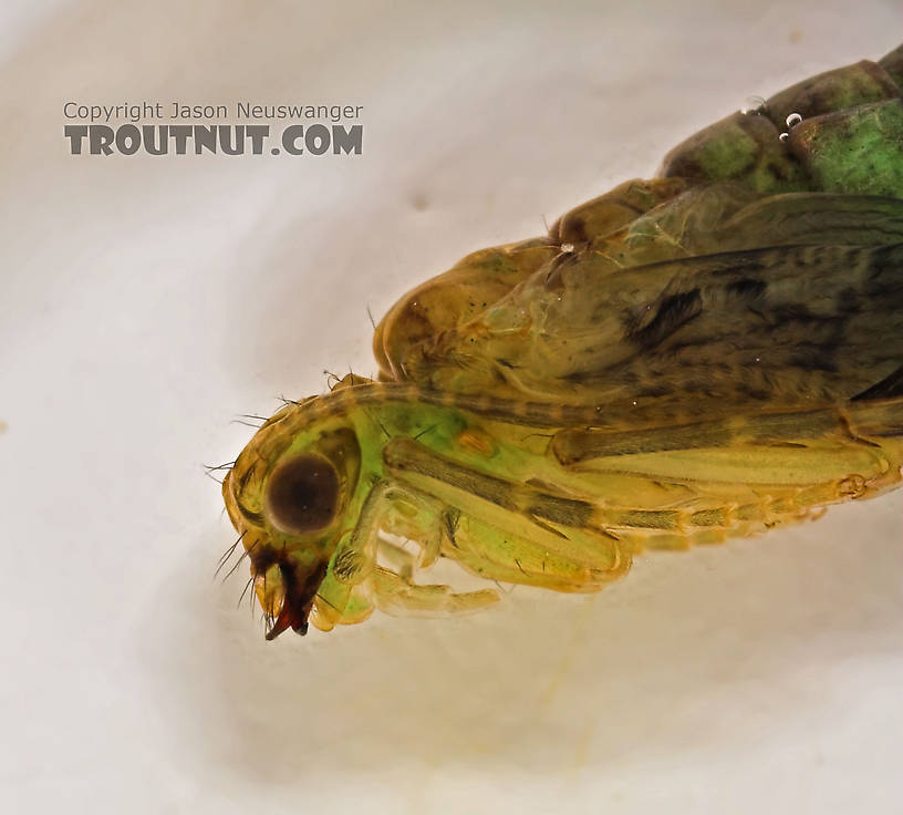 Rhyacophila (Green Sedges) Caddisfly Pupa from the Long Lake Branch of the White River in Wisconsin